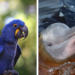 Arara-azul-grande e tucuxi entram na lista de animais ameaçados de extinção