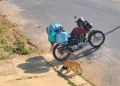 Vira-lata caramelo ‘furta’ bolsa de entregador e câmera revela autor do sumiço em Minas