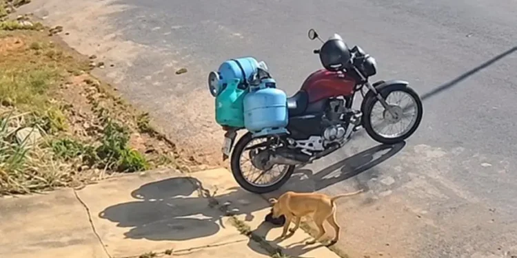Vira-lata caramelo ‘furta’ bolsa de entregador e câmera revela autor do sumiço em Minas