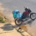 Vira-lata caramelo ‘furta’ bolsa de entregador e câmera revela autor do sumiço em Minas