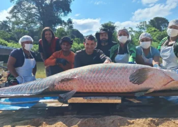 Pirarucu gigante de 2,46 metros é capturado em Rondônia