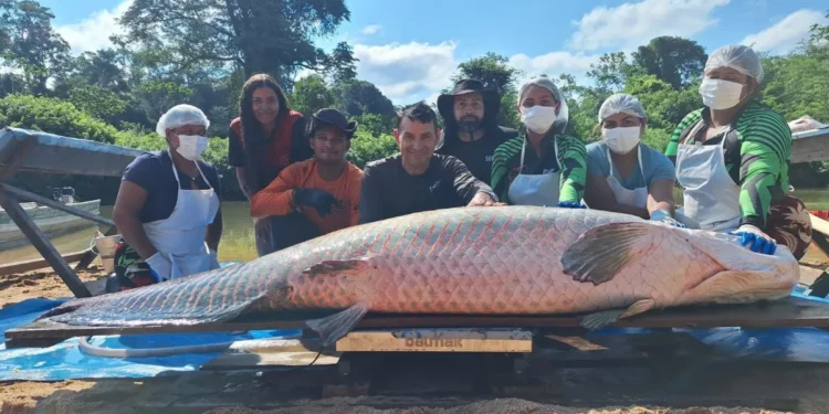 Pirarucu gigante de 2,46 metros é capturado em Rondônia