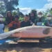 Pirarucu gigante de 2,46 metros é capturado em Rondônia
