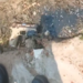 Homem é baleado na Compensa e arma é encontrada no local do crime
