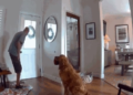 Golden retriever recebe invasor com brinquedo e conquista a internet em San Diego