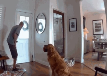 Golden retriever recebe invasor com brinquedo e conquista a internet em San Diego