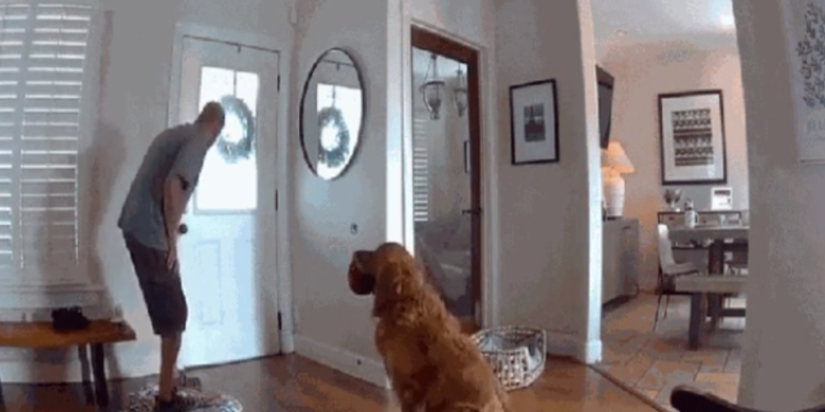 Golden retriever recebe invasor com brinquedo e conquista a internet em San Diego