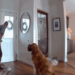 Golden retriever recebe invasor com brinquedo e conquista a internet em San Diego
