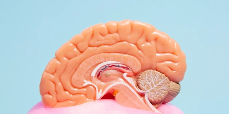 Estimulação cognitiva pode retardar perda de funções no Alzheimer