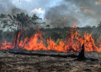 Incêndio florestal mobiliza bombeiros há três dias em trecho da BR-319