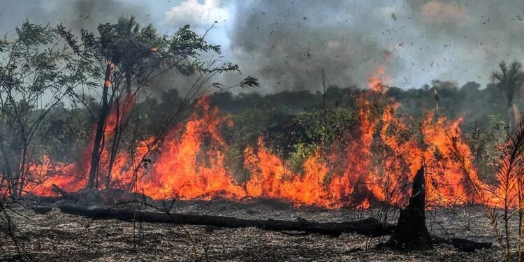 Incêndio florestal mobiliza bombeiros há três dias em trecho da BR-319