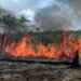 Incêndio florestal mobiliza bombeiros há três dias em trecho da BR-319