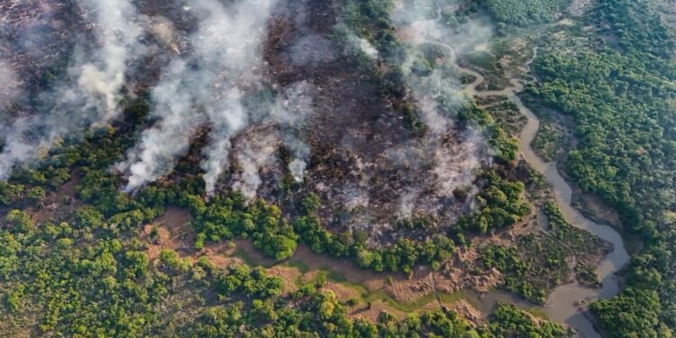 Fogo avança no interior do Amazonas e destrói área de quase mil campos de futebol