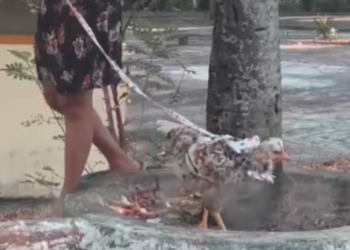 Galinha de coleira chama atenção durante passeio pelas ruas de Manaus; vídeo