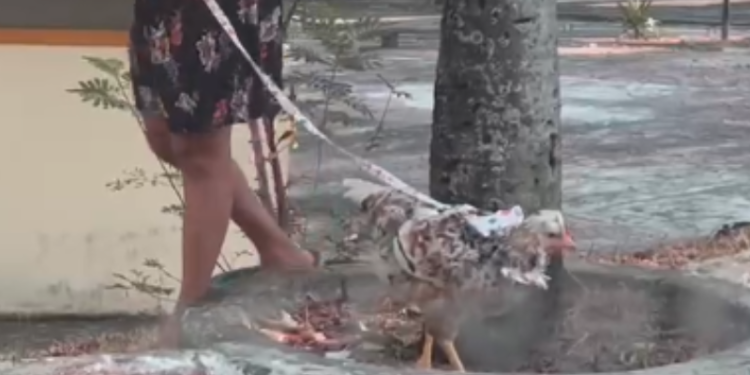 Galinha de coleira chama atenção durante passeio pelas ruas de Manaus; vídeo