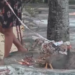 Galinha de coleira chama atenção durante passeio pelas ruas de Manaus; vídeo