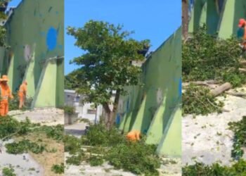 Moradores denunciam corte de árvores no Parque das Araras, em Manaus