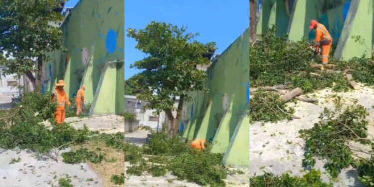 Moradores denunciam corte de árvores no Parque das Araras, em Manaus