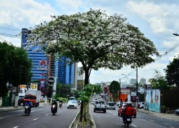 Ipês florescem em Manaus e reforçam debate sobre arborização