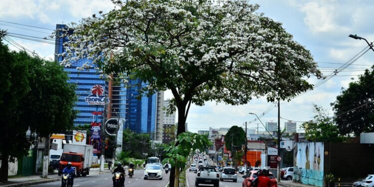Ipês florescem em Manaus e reforçam debate sobre arborização