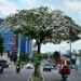 Ipês florescem em Manaus e reforçam debate sobre arborização