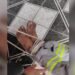 Suspeito de homicídio é resgatado de cativeiro e preso em Manaus