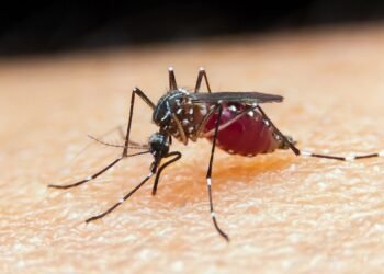 Manaus registra 4,7 mil casos de malária; veja como se proteger