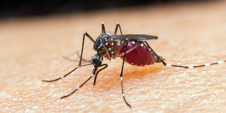 Manaus registra 4,7 mil casos de malária; veja como se proteger