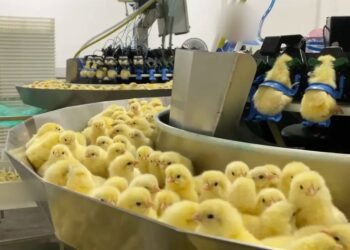 Investigação expõe trituração de pintinhos na indústria de ovos