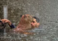 Justiça determina que capivara Filó seja entregue ao Ibama em 30 dias