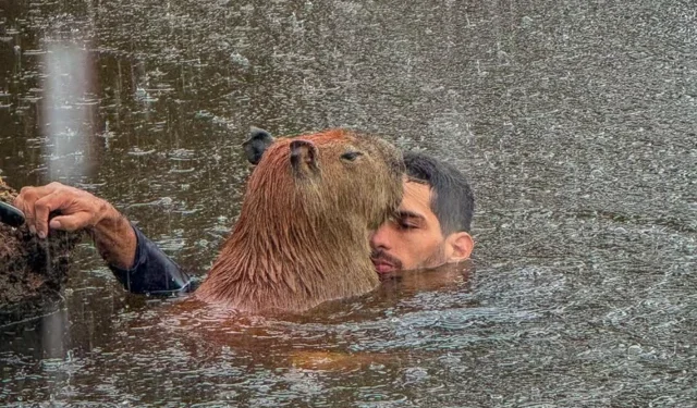 Justiça determina que capivara Filó seja entregue ao Ibama em 30 dias