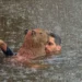 Justiça determina que capivara Filó seja entregue ao Ibama em 30 dias