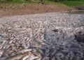 Vazante do Solimões causa mortandade de peixes em Manacapuru