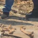 Novas partes de ossada humana são encontradas perto da Feira da Banana em Manaus