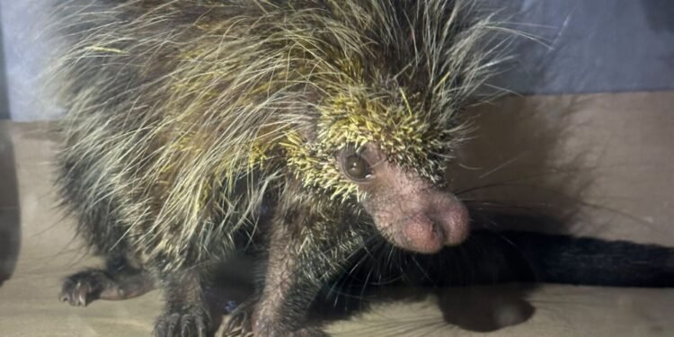 Porco-espinho invade casa na zona sul de Manaus e resgate é acionado