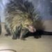 Porco-espinho invade casa na zona sul de Manaus e resgate é acionado