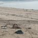 Corpo de homem é encontrado na praia da Ponta Negra