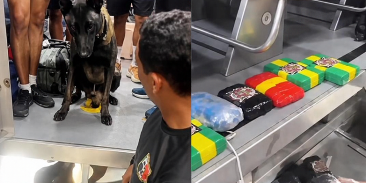 Cão farejador acha cocaína de R$ 700 mil escondida em barco no AM
