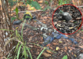 Corpo em estado de decomposição é encontrado na Ponta Negra