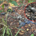 Corpo em estado de decomposição é encontrado na Ponta Negra