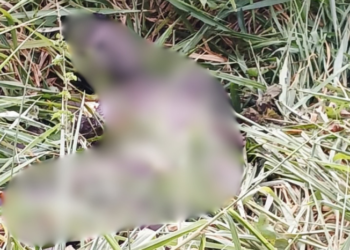 Adolescente é encontrado morto em área de mata às margens da AM-010