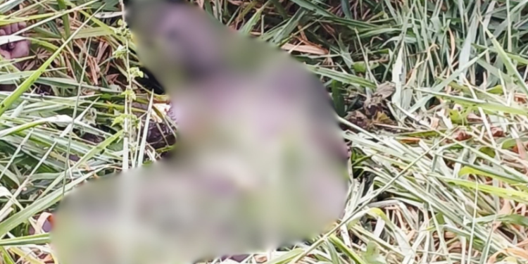 Adolescente é encontrado morto em área de mata às margens da AM-010