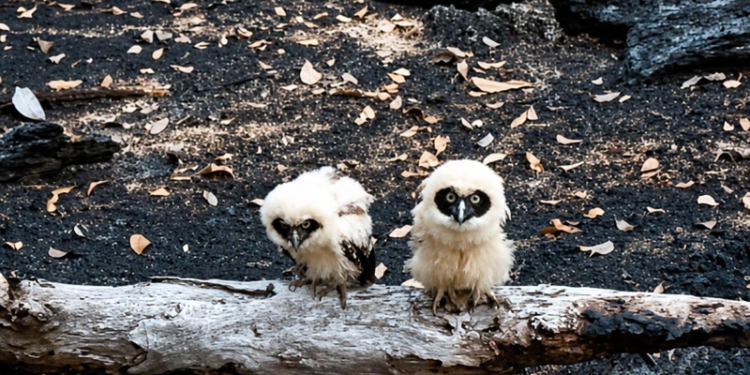 Filhotes de coruja são encontrados após incêndio no Amazonas e expõem danos à fauna