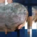 Larvas na cabeça: pais são presos por suspeita de maus-tratos e negligência
