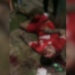 VÍDEO: homem é perseguido por dupla armada e morto a tiros em campo de futebol em Manaus