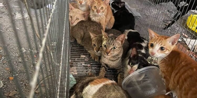 Quadrilha é presa após roubar 2.700 gatos que seriam mortos para consumo