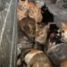 Quadrilha é presa após roubar 2.700 gatos que seriam mortos para consumo