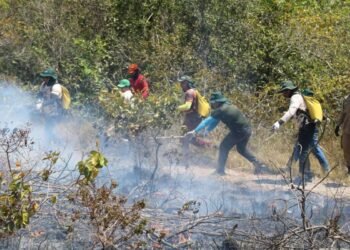 Parintins contrata dez brigadistas para combater queimadas