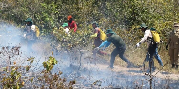 Parintins contrata dez brigadistas para combater queimadas