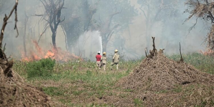 Amazonas registra 1,3 mil focos de incêndio em 12 dias de outubro